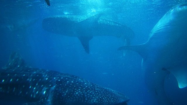 sharks-984249_640